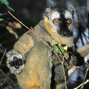 Eulemur rufifrons