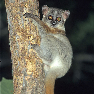 Lepilemur ruficaudatus