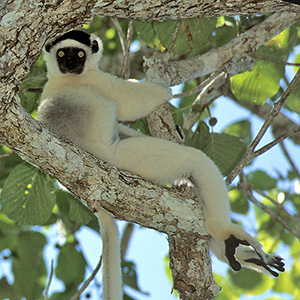 Propithecus verreauxi