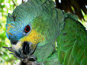 Amazona amazonica