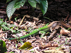 Ameiva ameiva