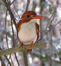 Ceyx madagascariensis