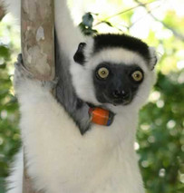 Sifaka mit Senderhalsband