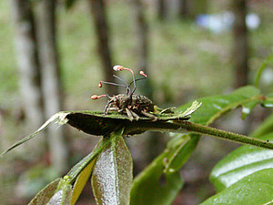 Cordyceps