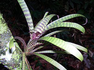 Guzmania vittata