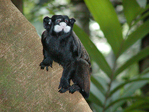 Saguinus mystax