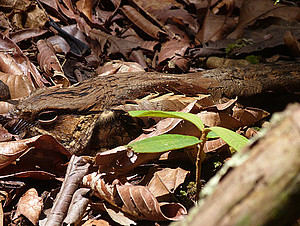 Nyctidromus albicollis