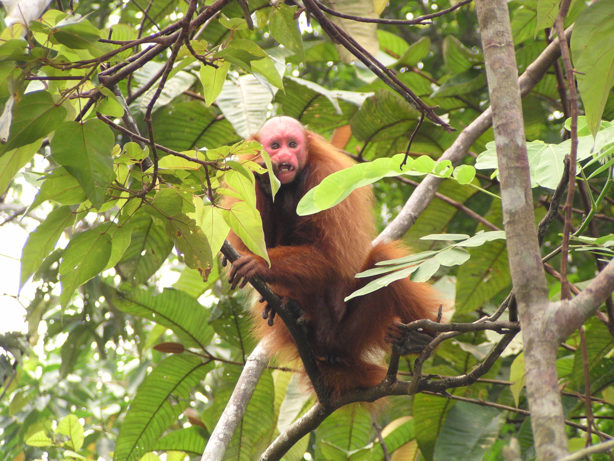 Cacajao calvus ucayalii